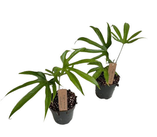 Anthurium Pedatoradiatum