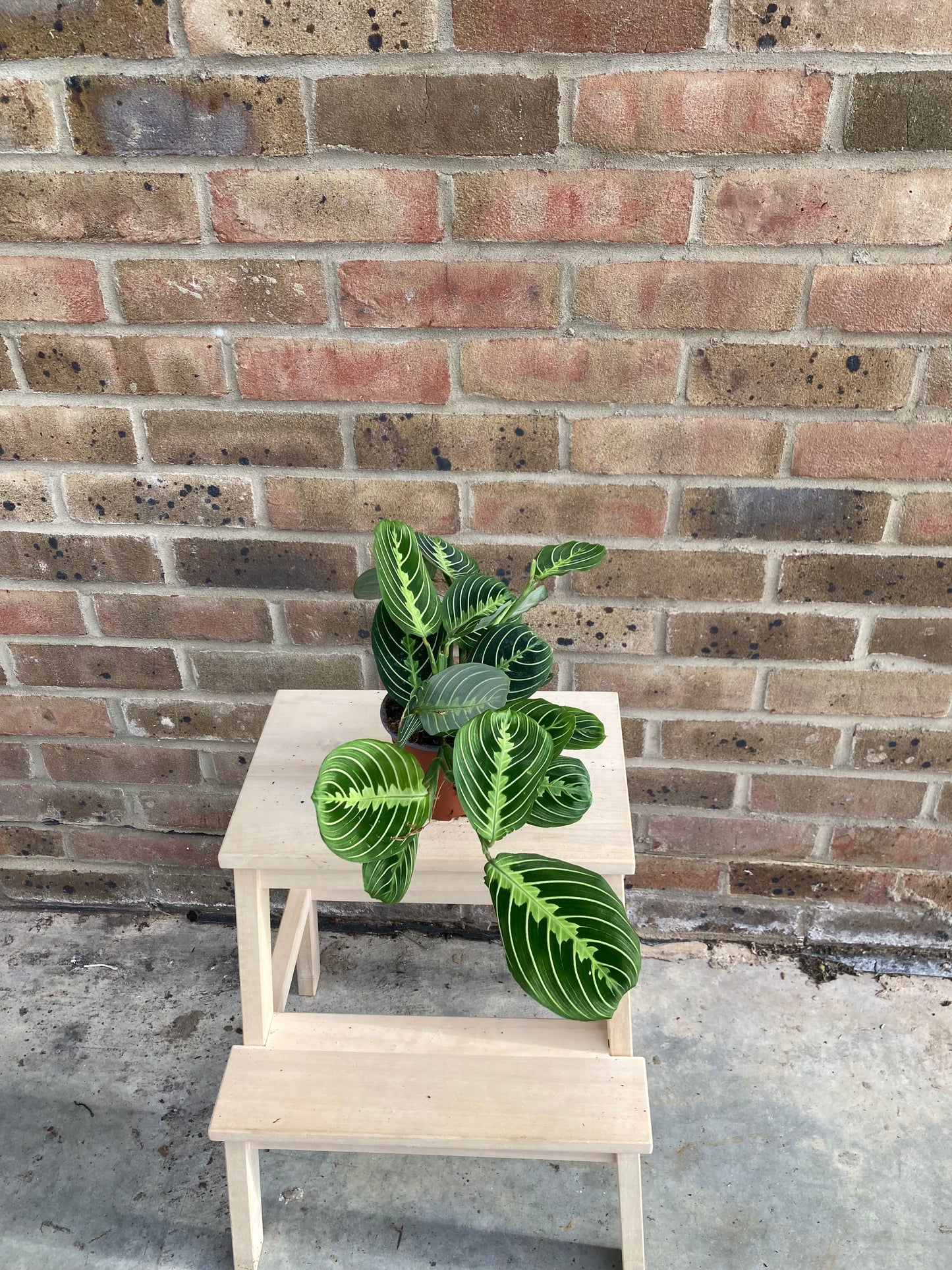 Maranta Lemon Lime