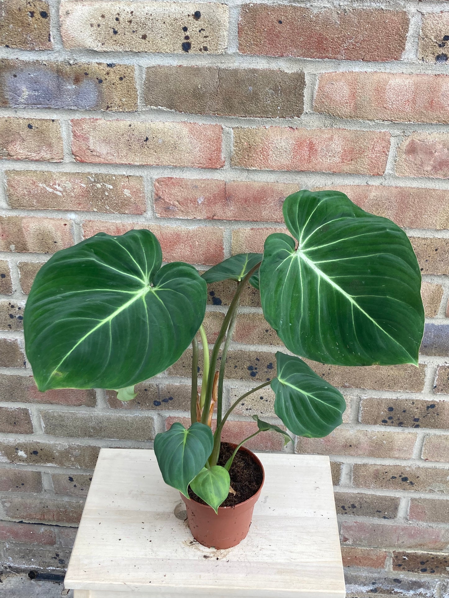 Philodendron Gloriosum