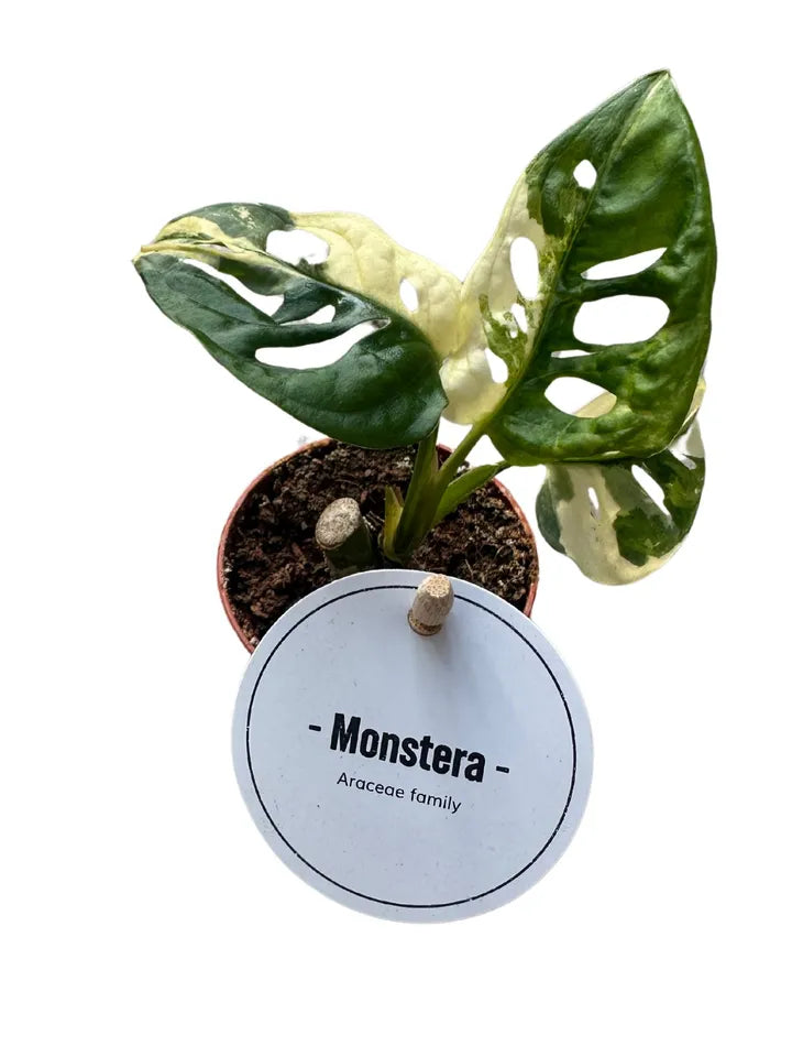 Monstera Adansonii Variegated