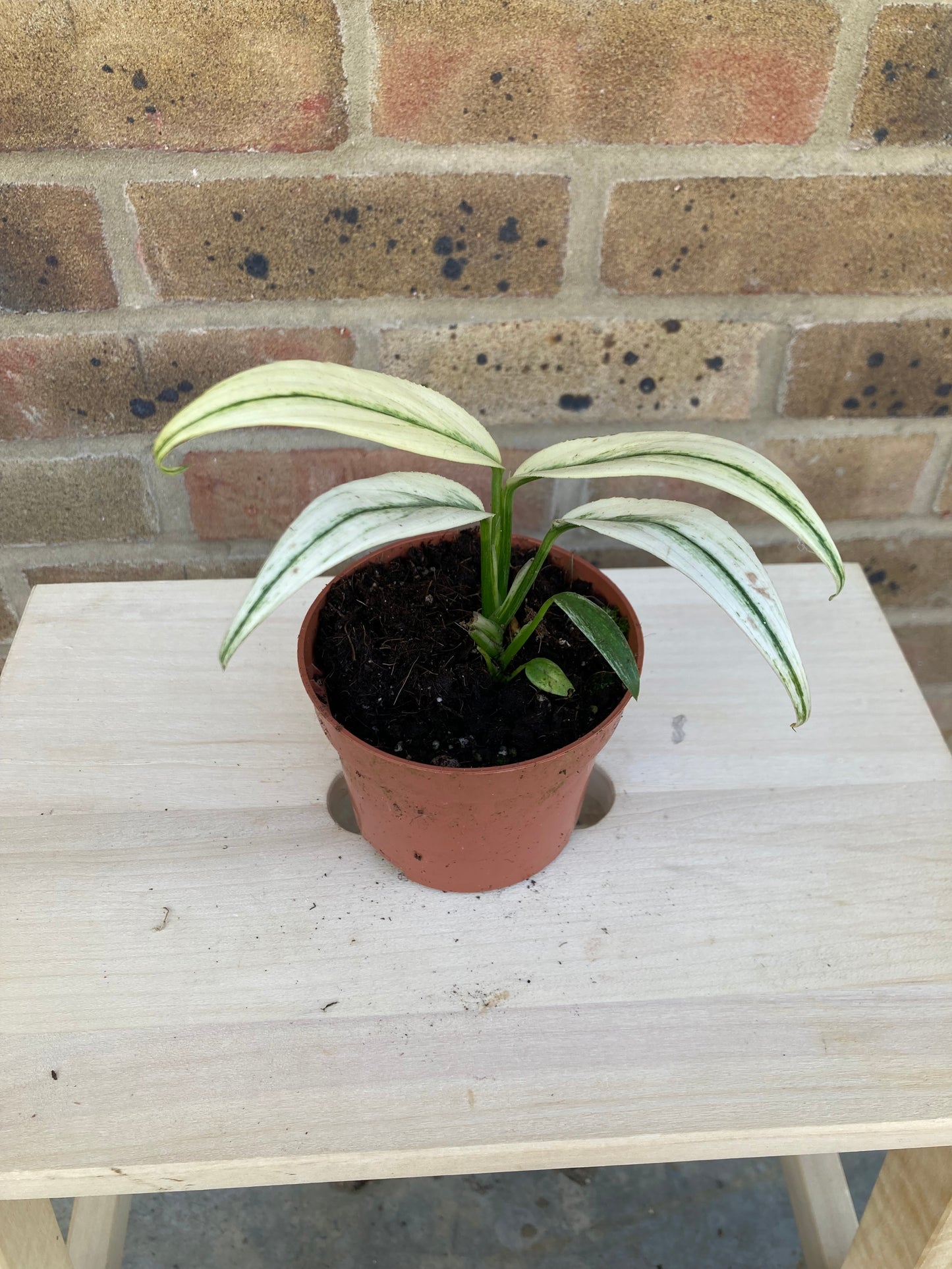 Epipremnum amplissimum 'Variegata