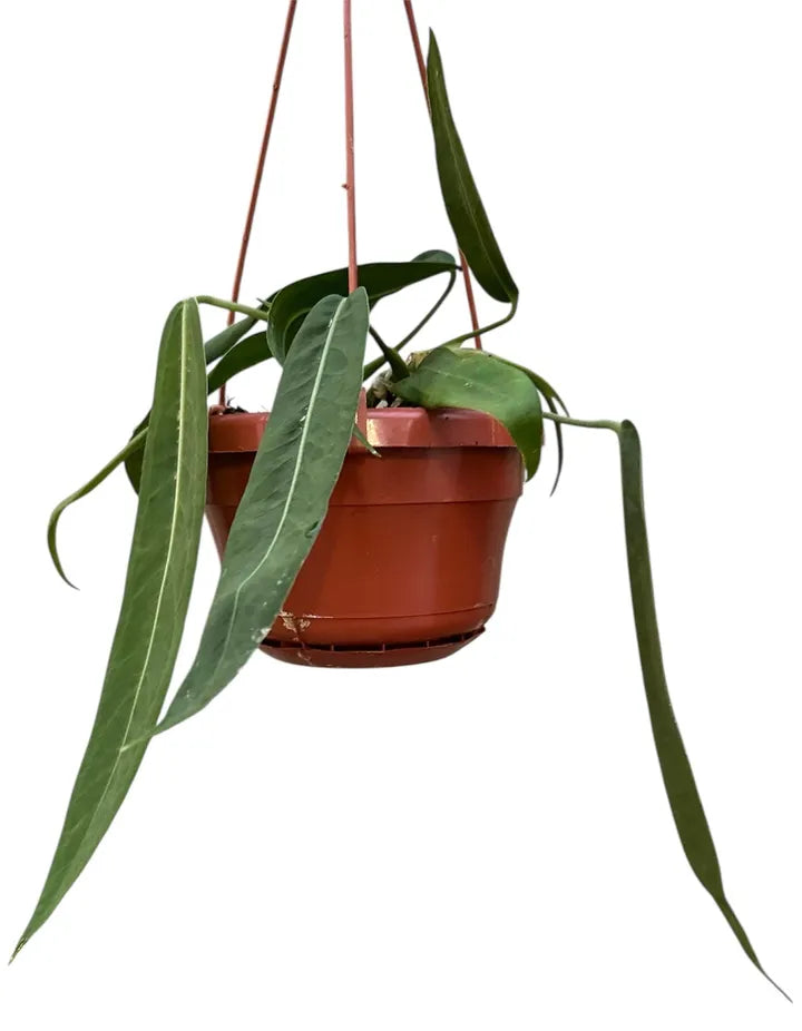 Anthurium Palidiflorum