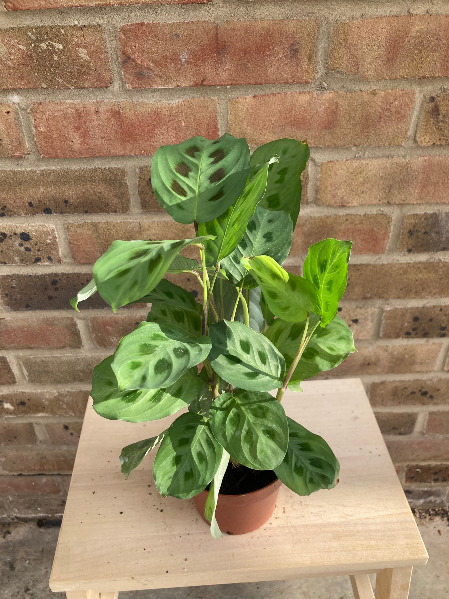 Maranta Kerchoveana
