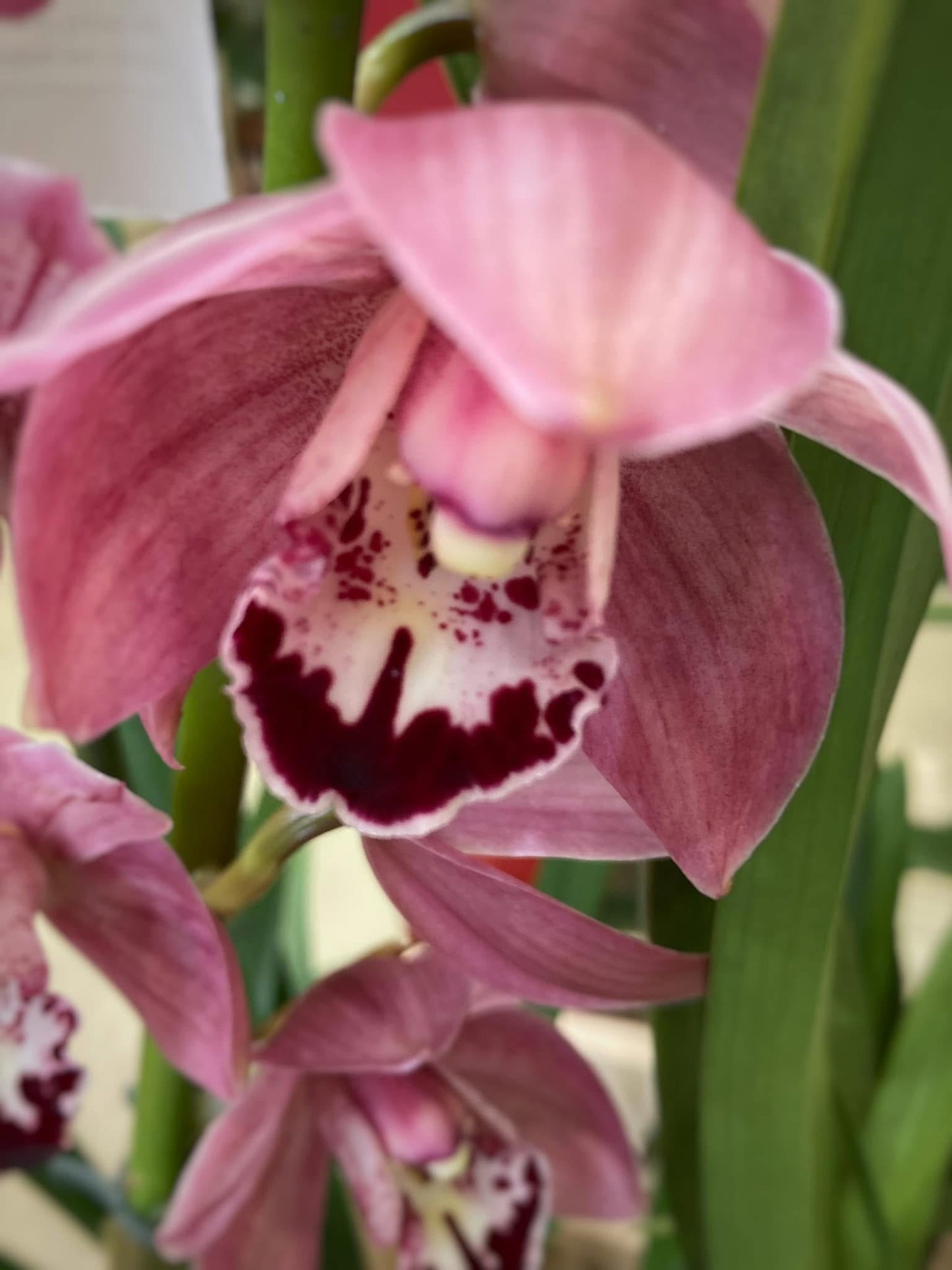 Cymbidium No ID