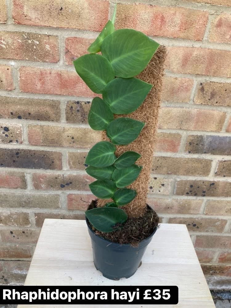 Rhaphidophora Hayi