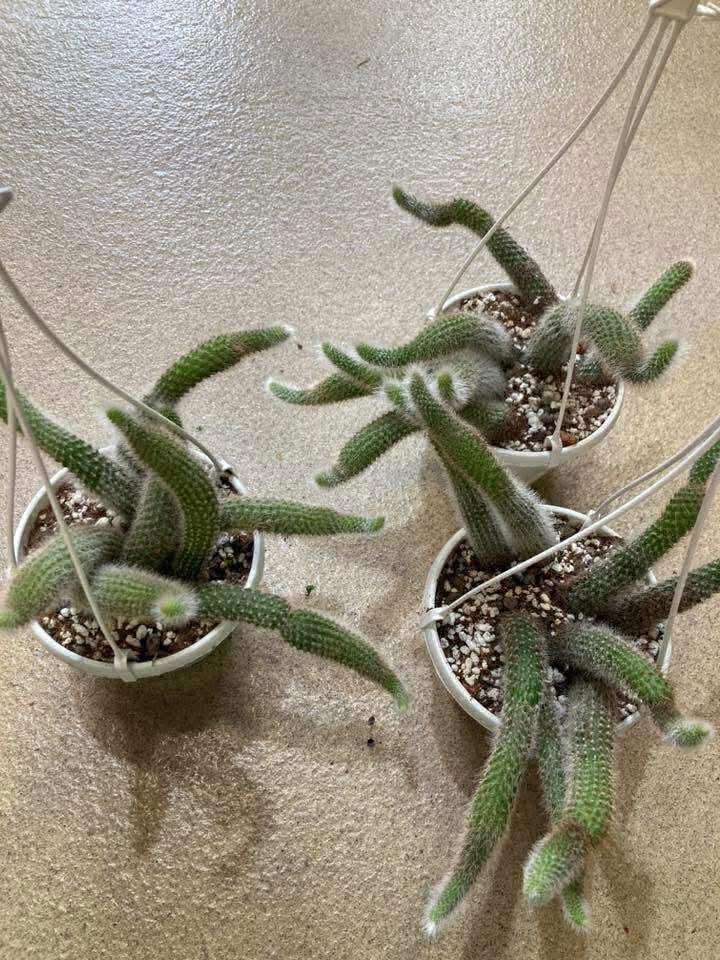 Monkey Tail Cactus