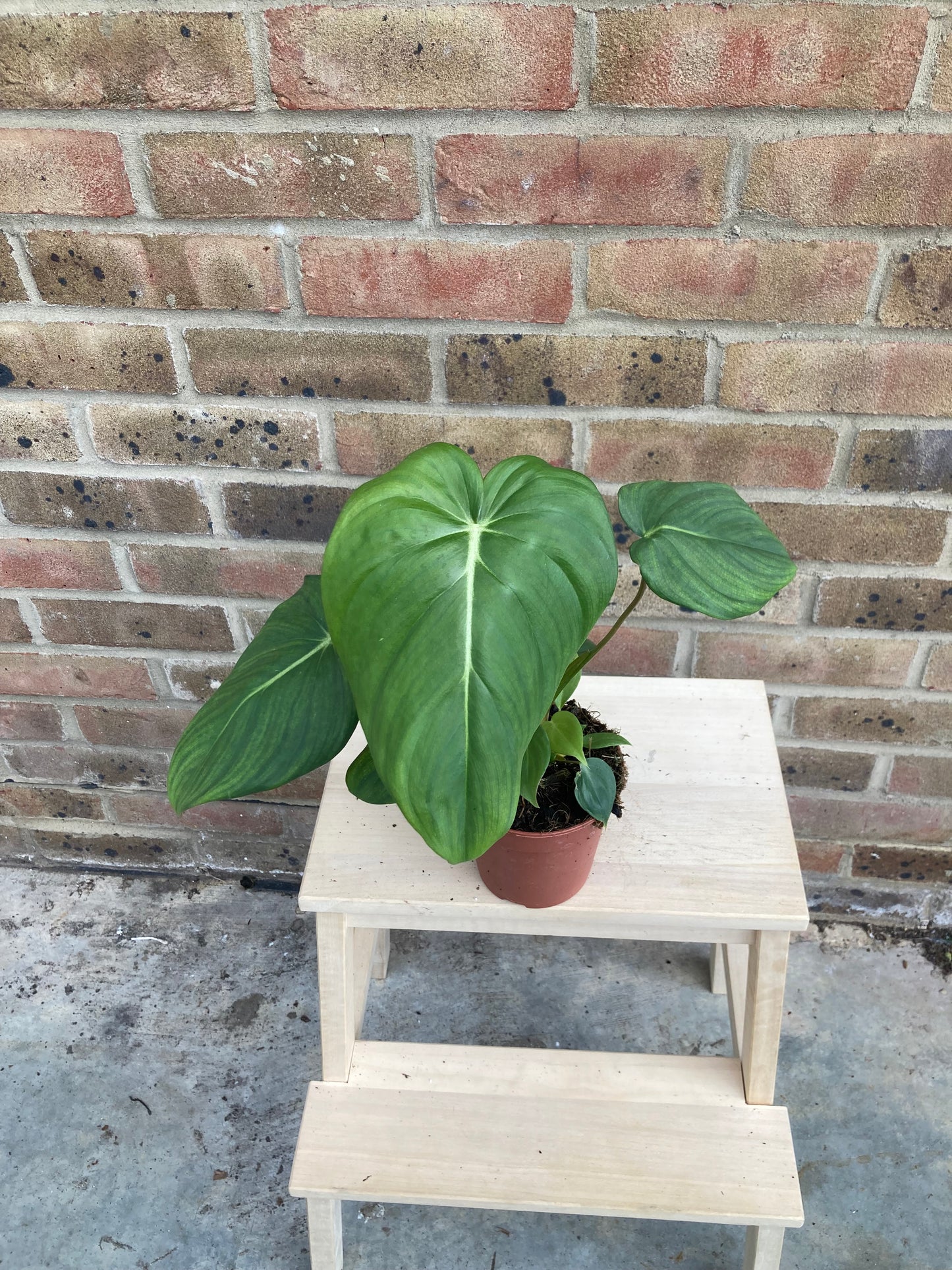 Philodendron Pastazanum