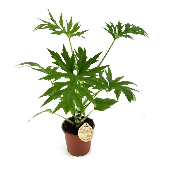 Philodendron warszewiczii