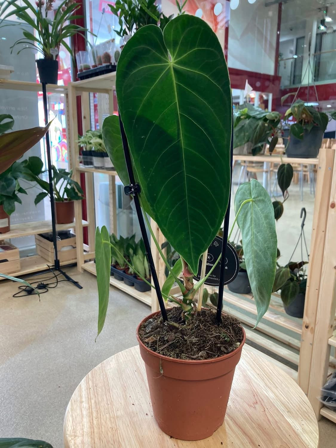 Anthurium Queremalense