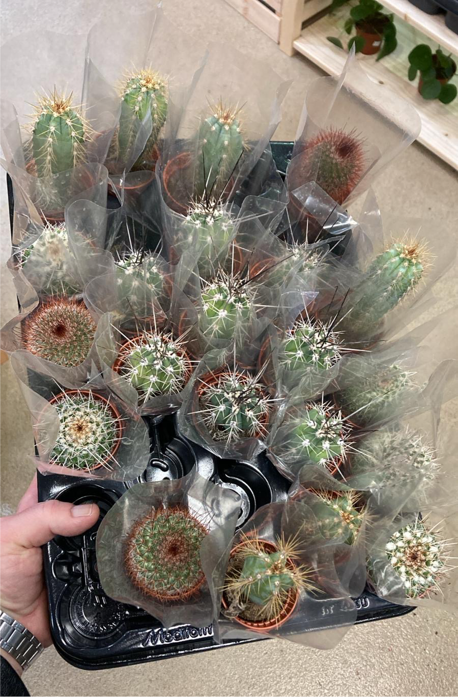 Mini Cacti mix