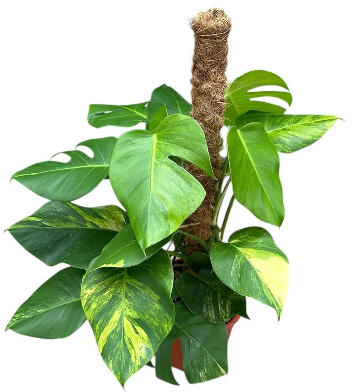 Monstera Deliciosa Aurea