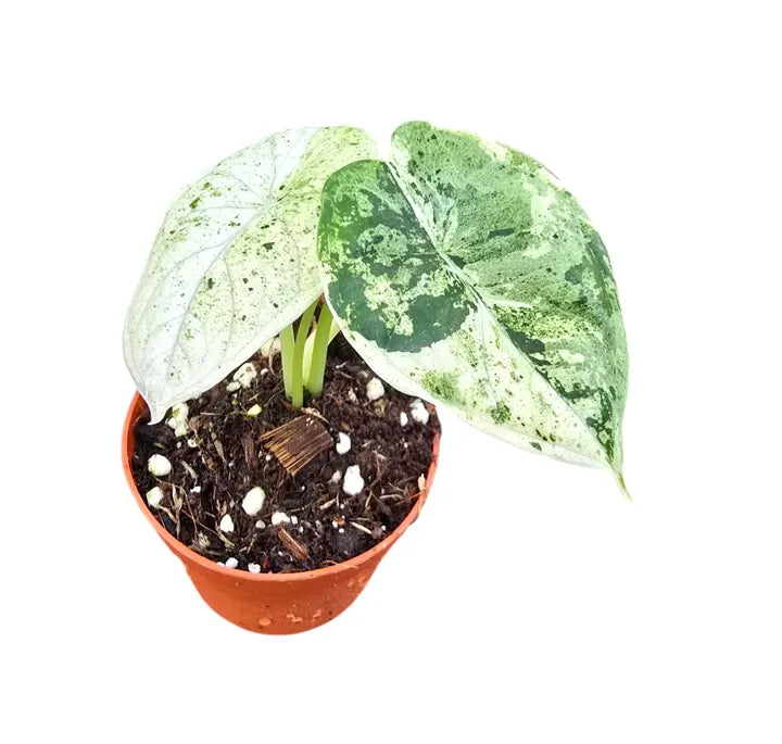 Alocasia 'Dragon Scale Mint' – Leslie's Plants Shop