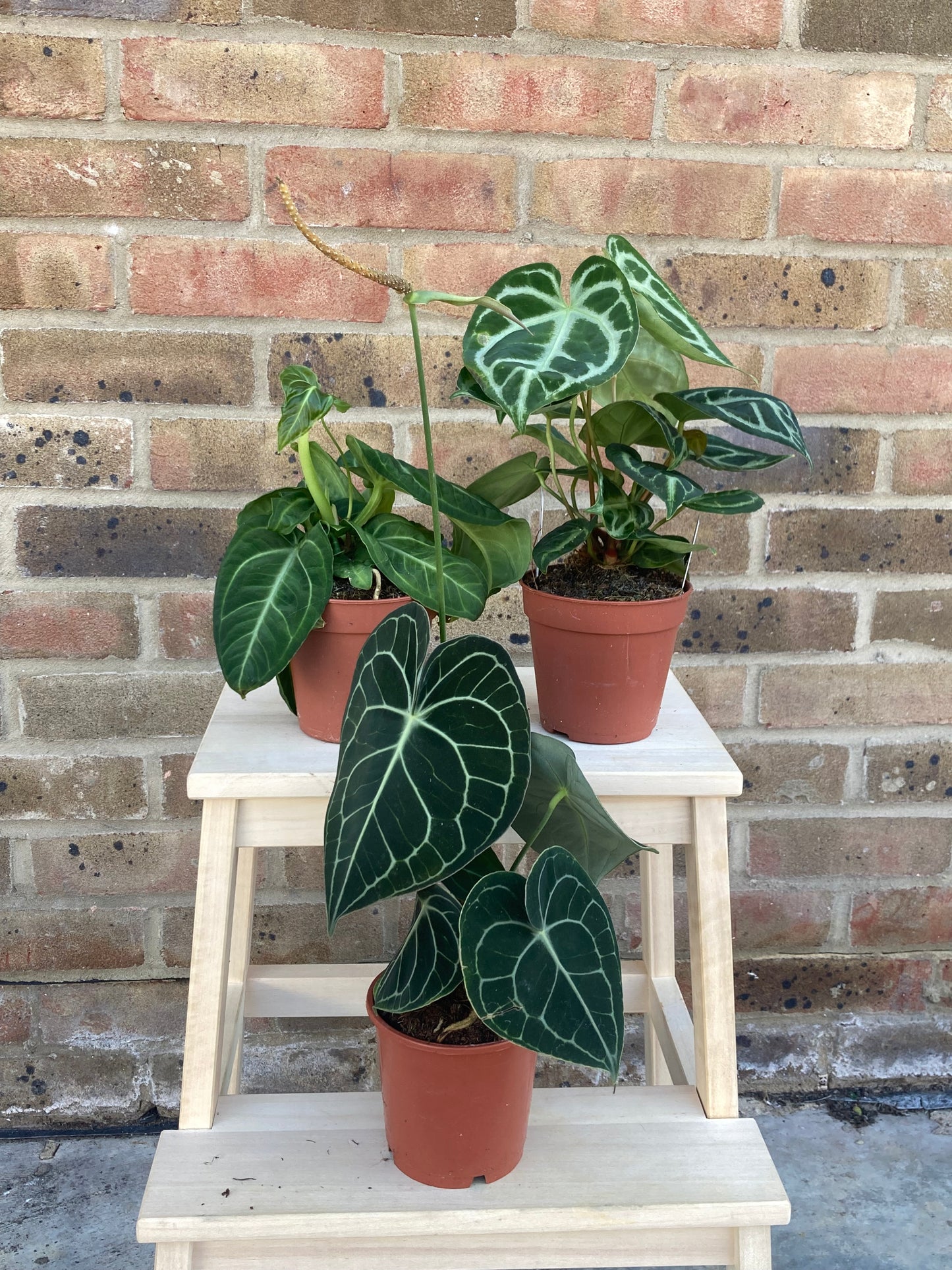 Anthurium Bundle