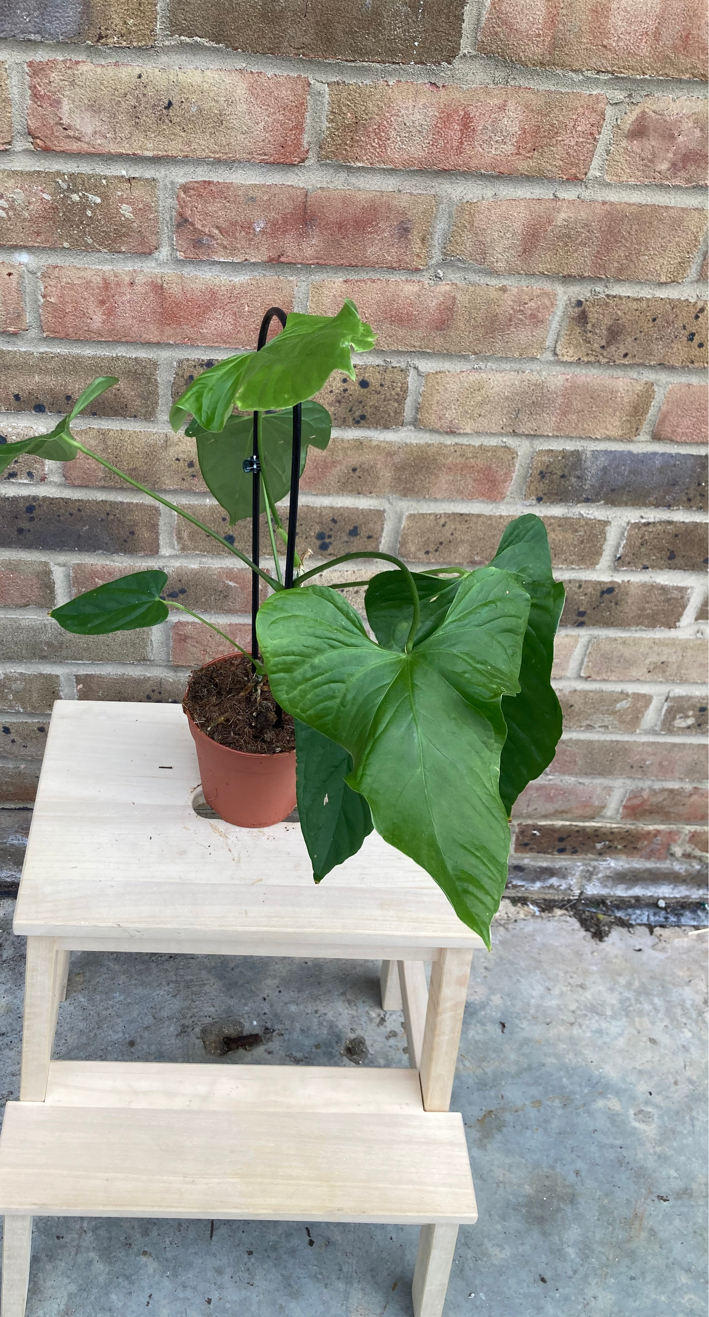 Anthurium Balaoanum