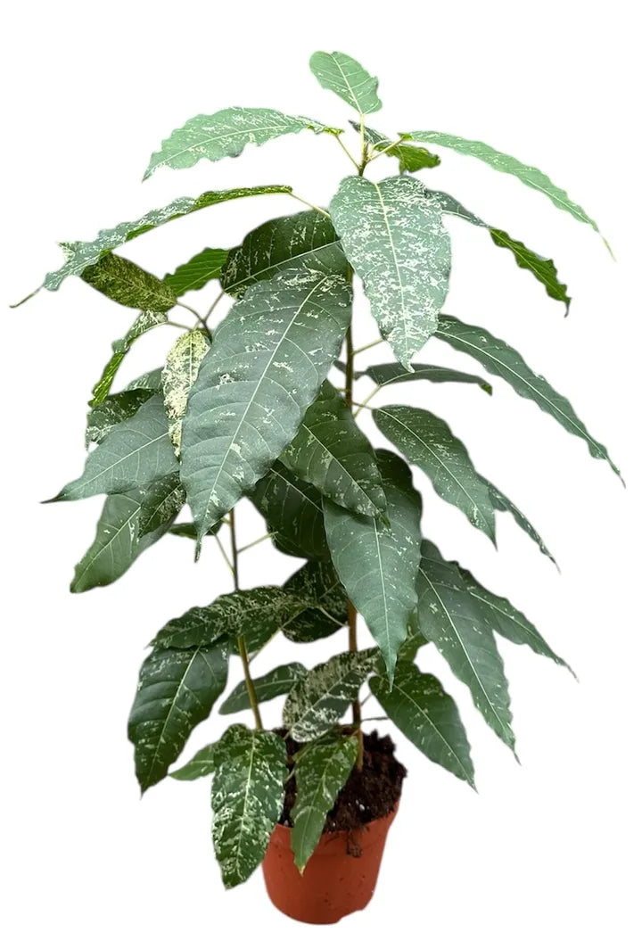 Ficus 'Snowstorm'