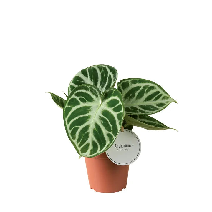 Anthurium ‘Silver Blush ‘