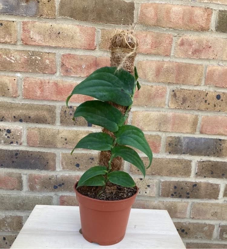 Rhaphidophora korthalsii