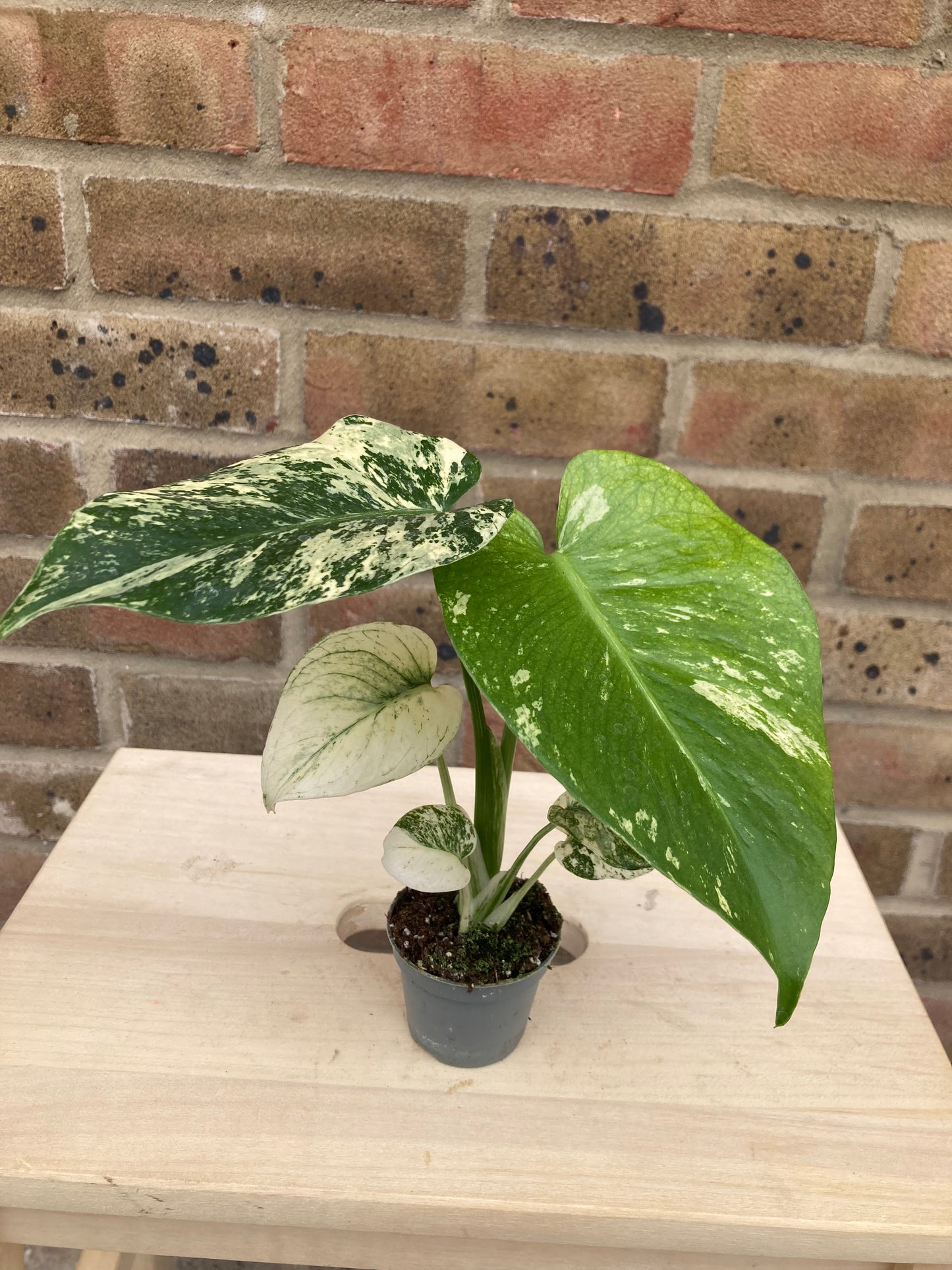 Monstera Deliciosa Mint