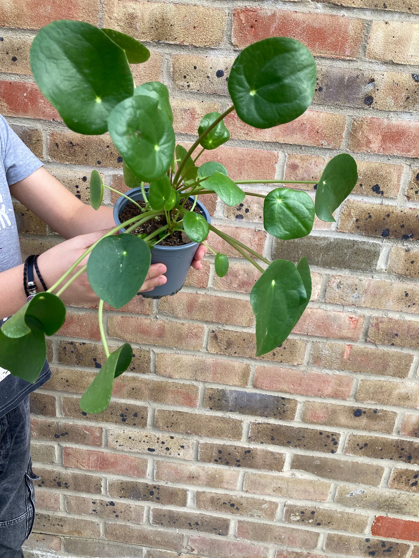 Pilea peperomioides