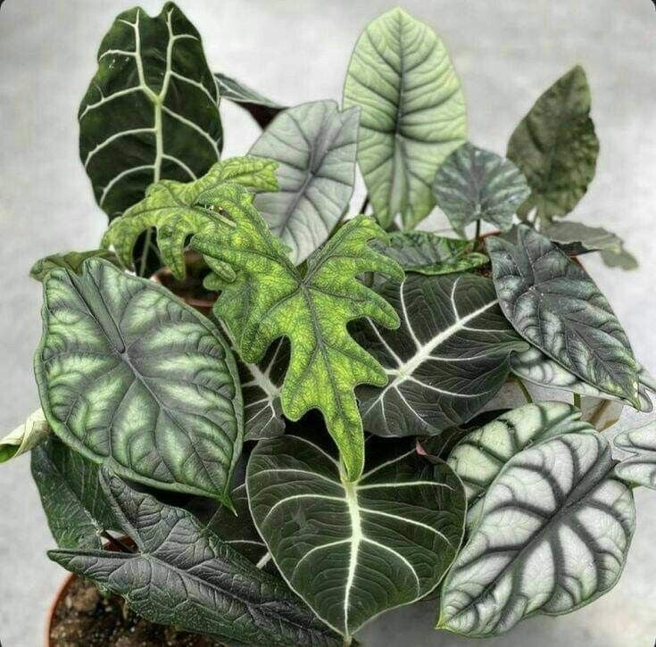 Alocasia