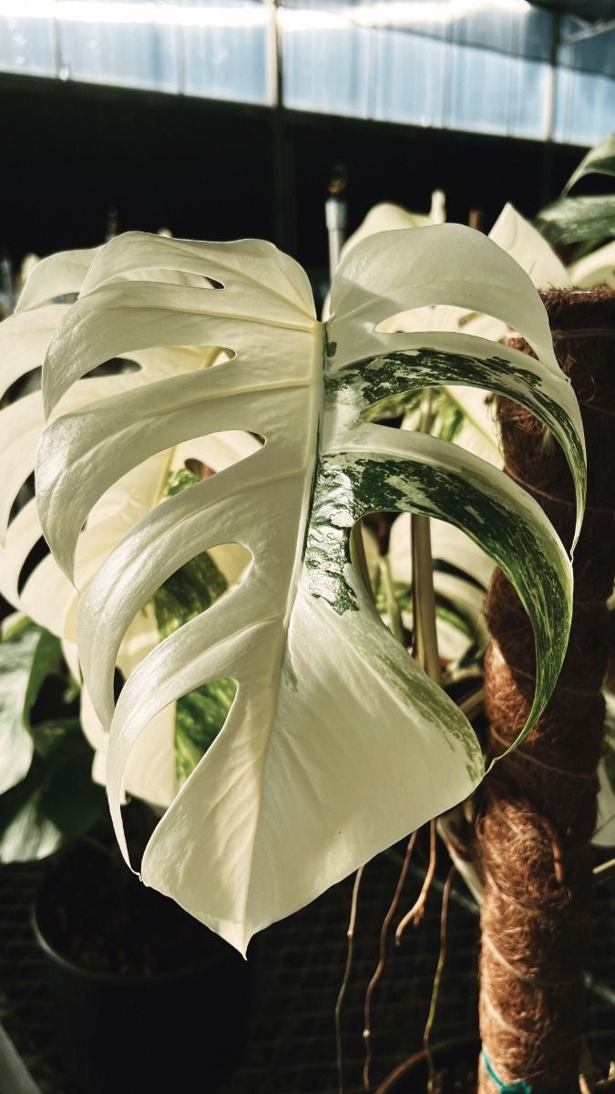 Monstera