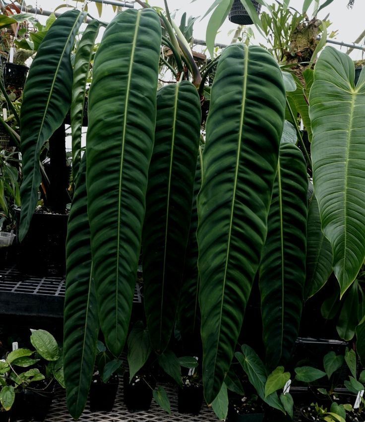 Philodendron