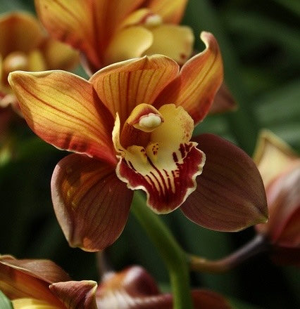 Orchids