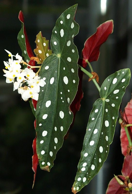 Begonia