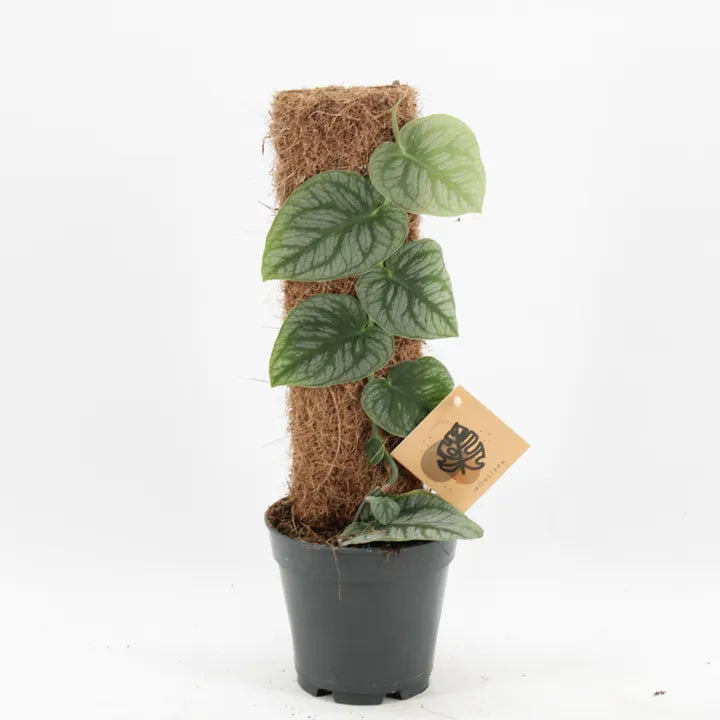 Monstera Dubia
