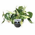Philodendron Cream Splash