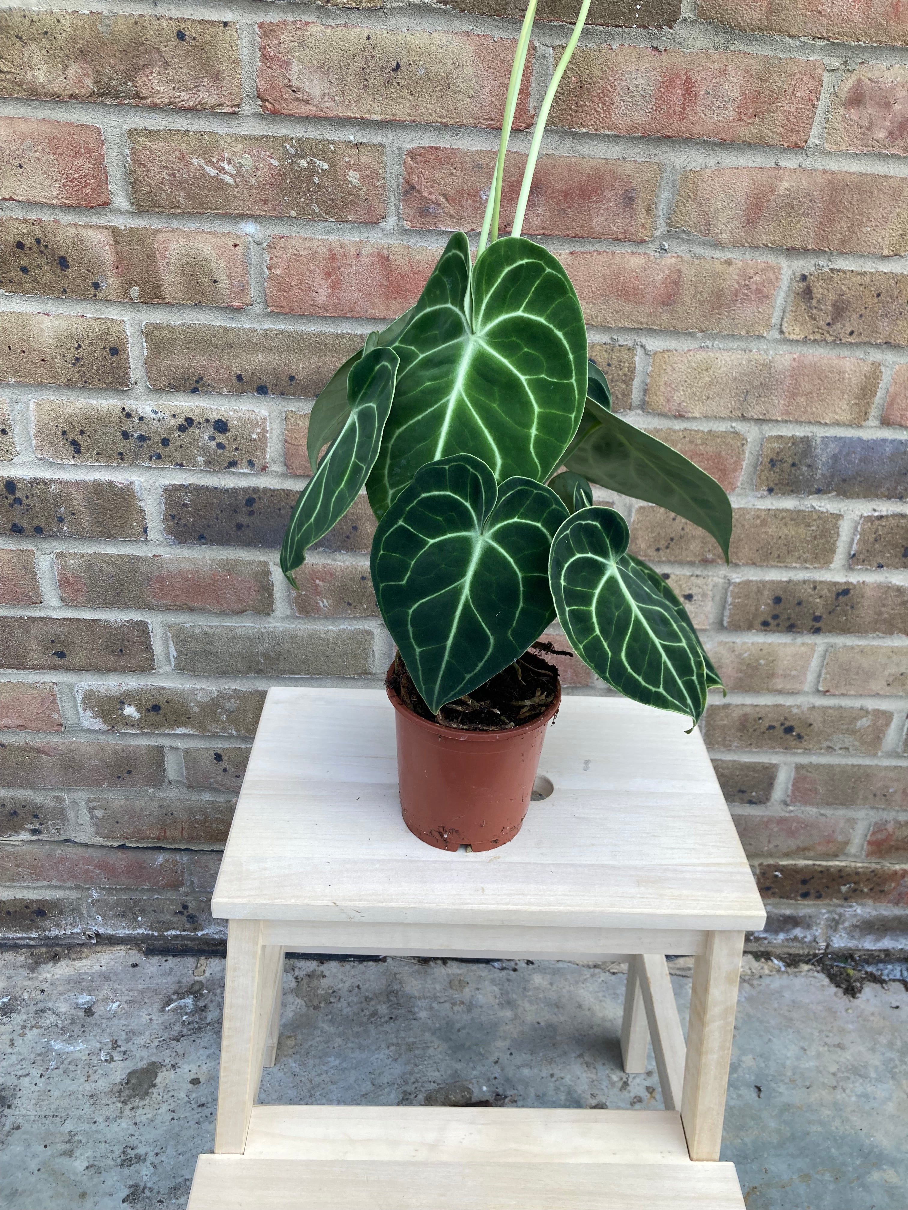 Anthurium Clarinervium