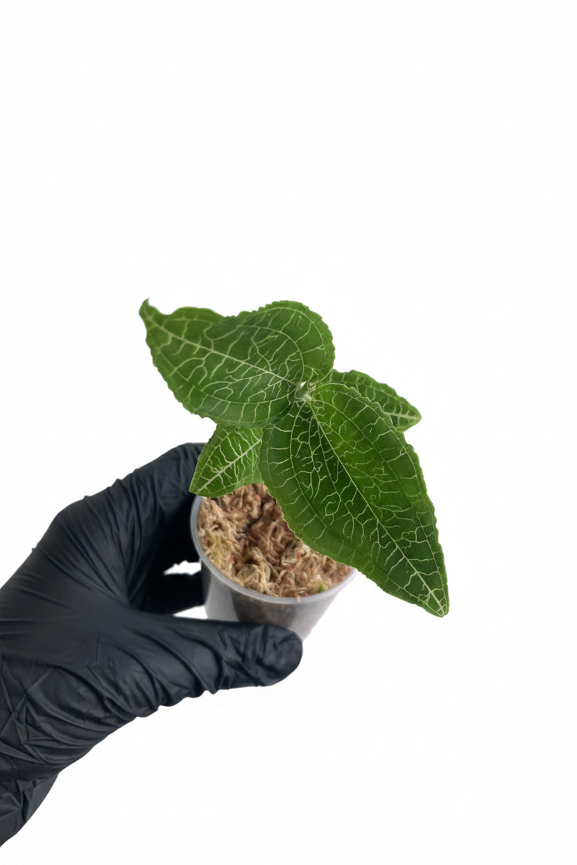 Jewel orchid -Goodyera micholitziana