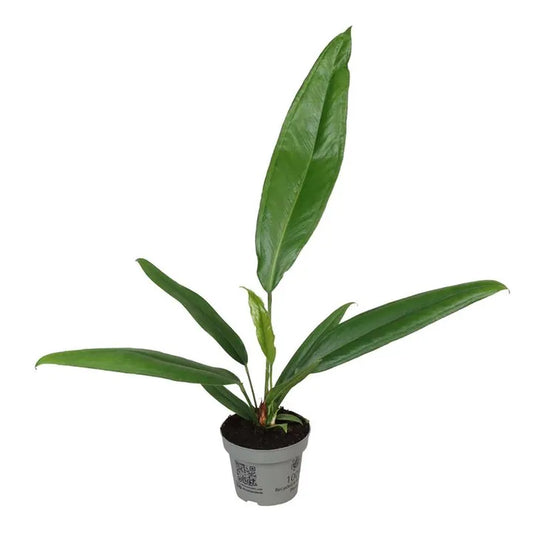 Anthurium Bakeri
