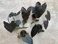 Anthurium Queen of Hearts