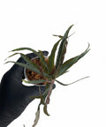 Labisia sp. Ferny