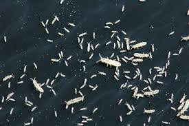 Springtails