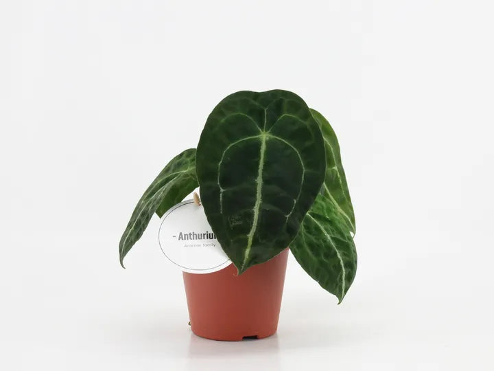 Anthurium forgetii x nigrolaminum 'Gigi'
