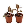 Goodyera hispidra