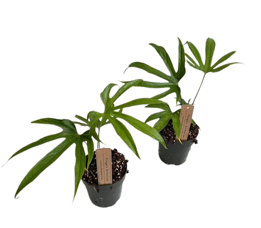 Anthurium Pedatoradiatum