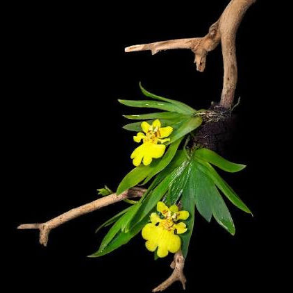 Psychmorchis pusilla