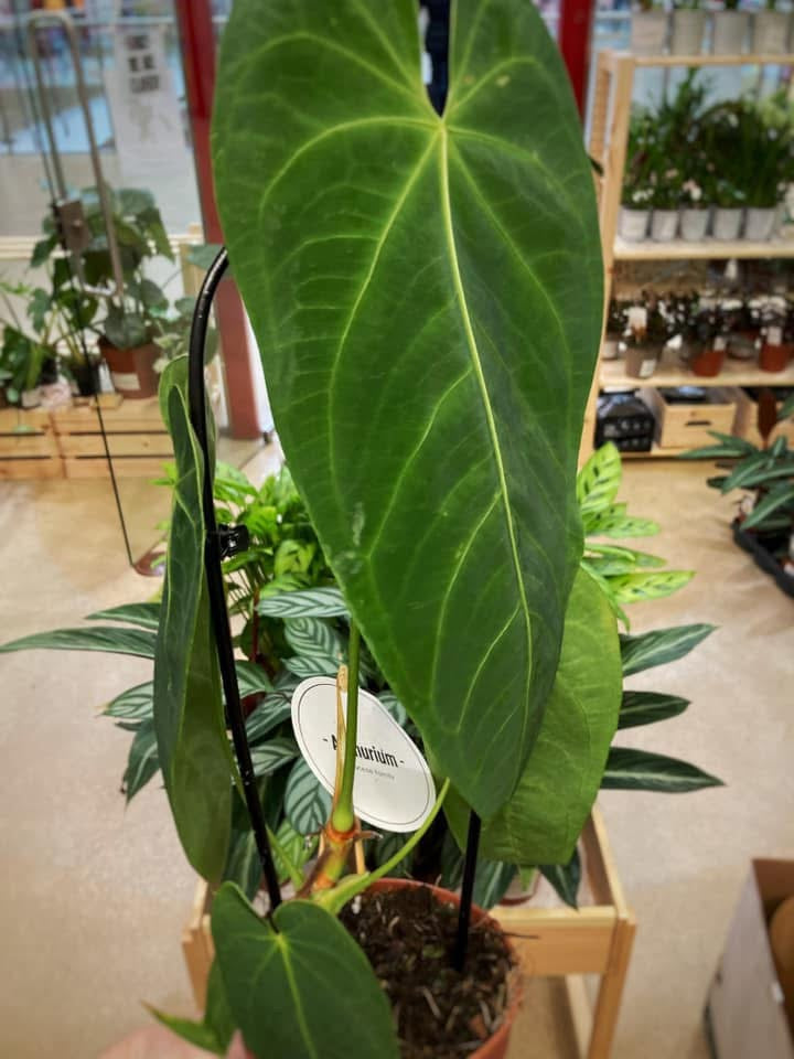 Anthurium Queremalense
