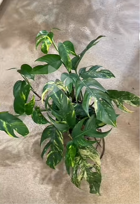 Epipremnum Pinnatum Cintho Goldfinger