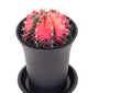 Gymnocalycium mihanovichii friedrichii var.