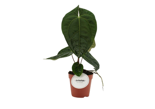 Anthurium Dark Phoenix