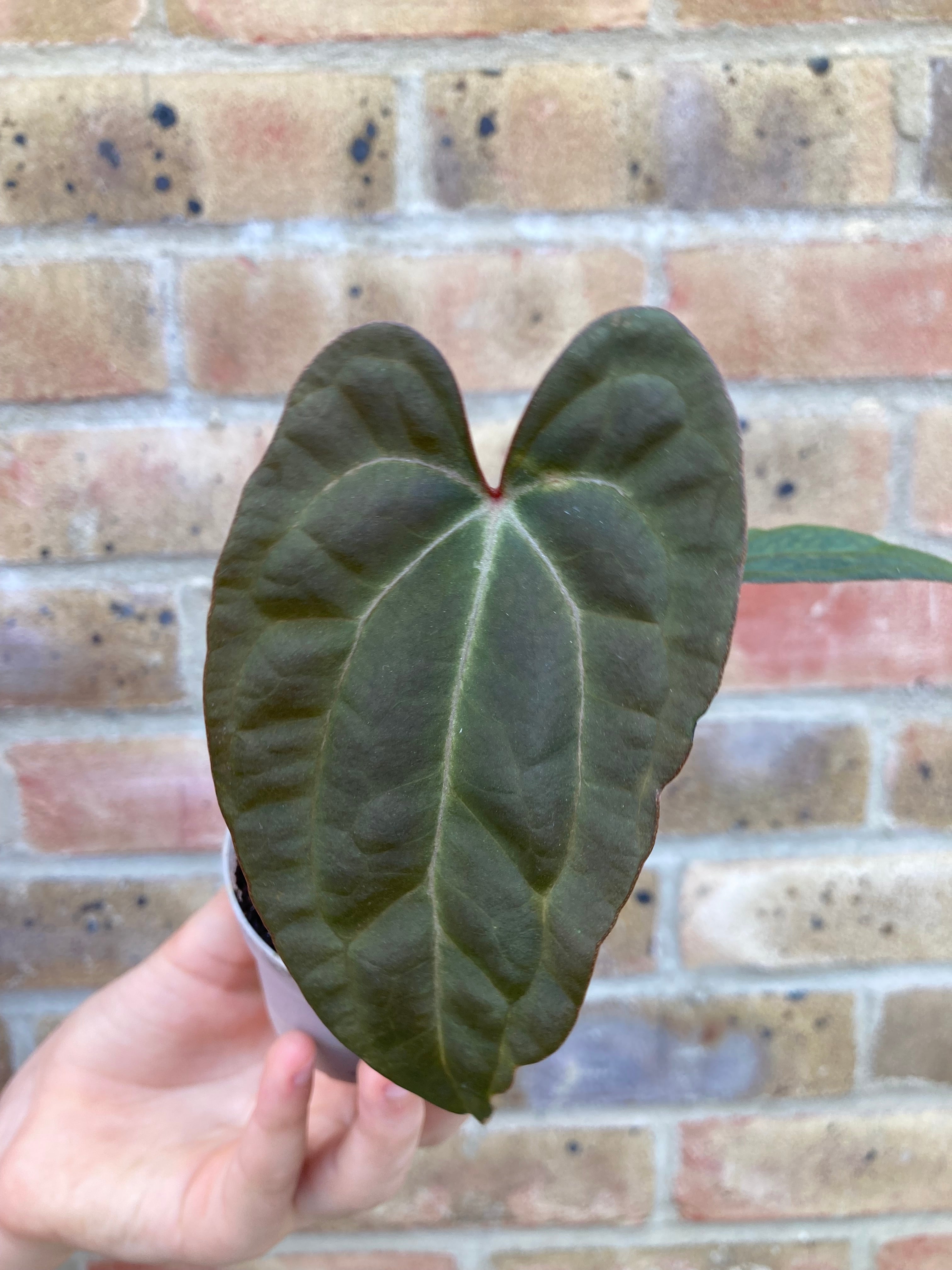Anthurium Ace of Spades DF x Papillilaminum
