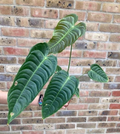 Anthurium Veitchii