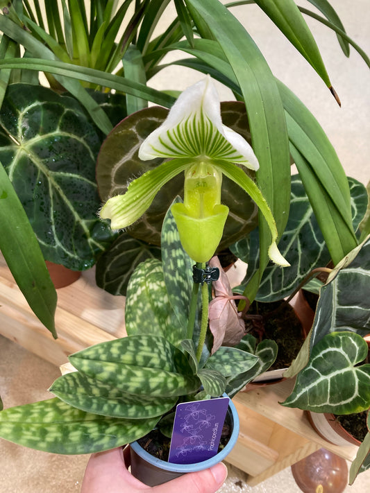 Paphiopedilum ‘Maudiae’