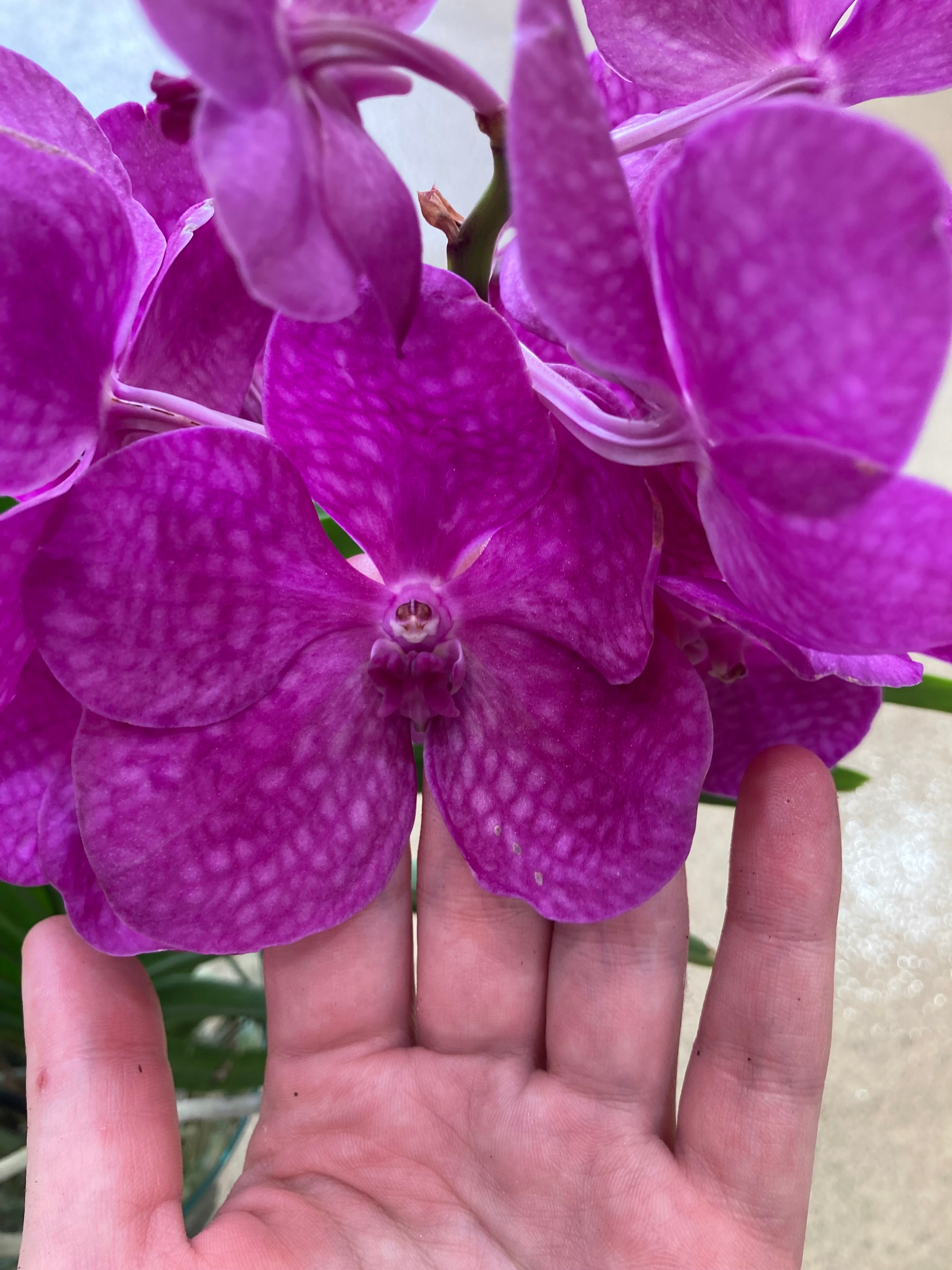 Vanda Tayanee Cerise