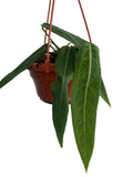 Anthurium Palidiflorum