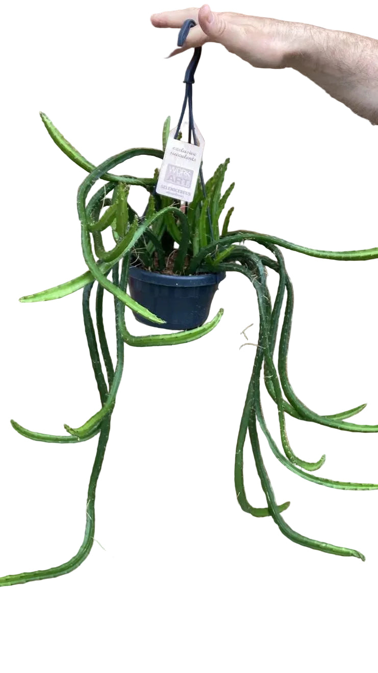 Hylocereus undatus (Dragon Fruit Cactus)
